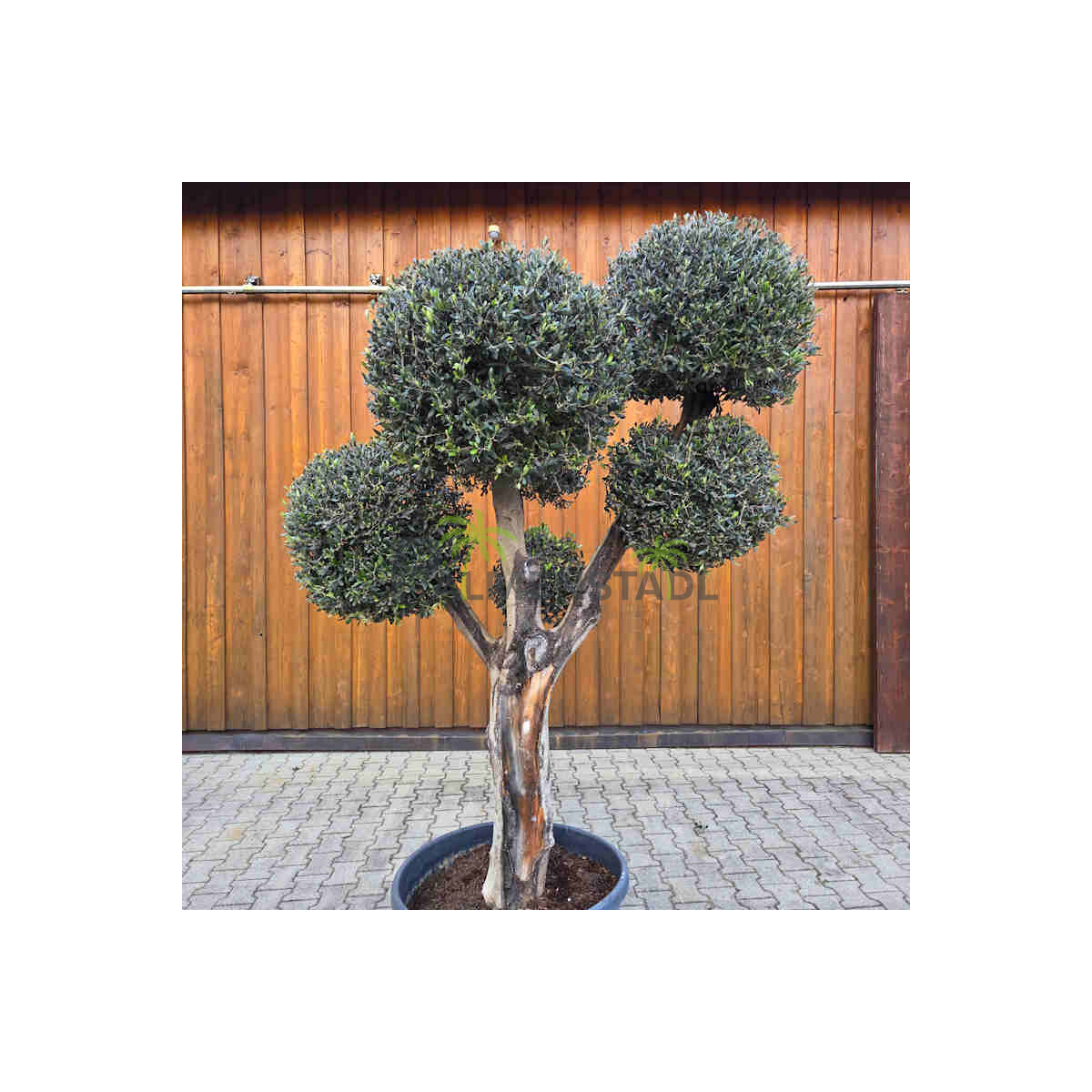 Olivenbaum Kugel-Formschnitt Nr. 2624 Arbequina