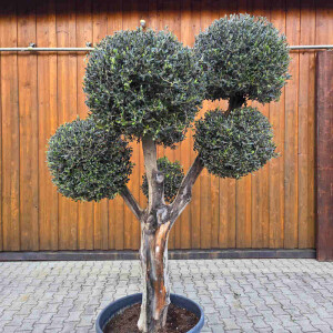 Olivenbaum Kugel-Formschnitt Nr. 2624 Arbequina