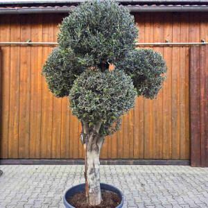 Olivenbaum Kugel-Formschnitt Nr. 2624 Arbequina