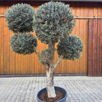Olivenbaum Kugel-Formschnitt Nr. 2624 Arbequina