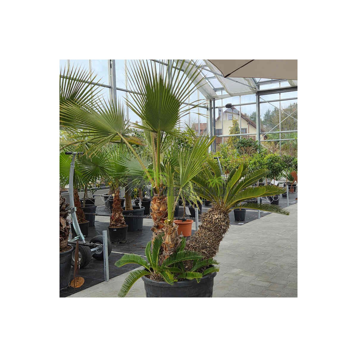 Japanischer Sagopalmfarn 70 cm Stamm + F box