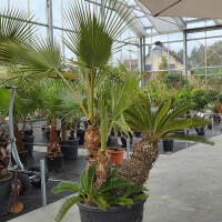 Japanischer Sagopalmfarn 70 cm Stamm + Fächerpalme