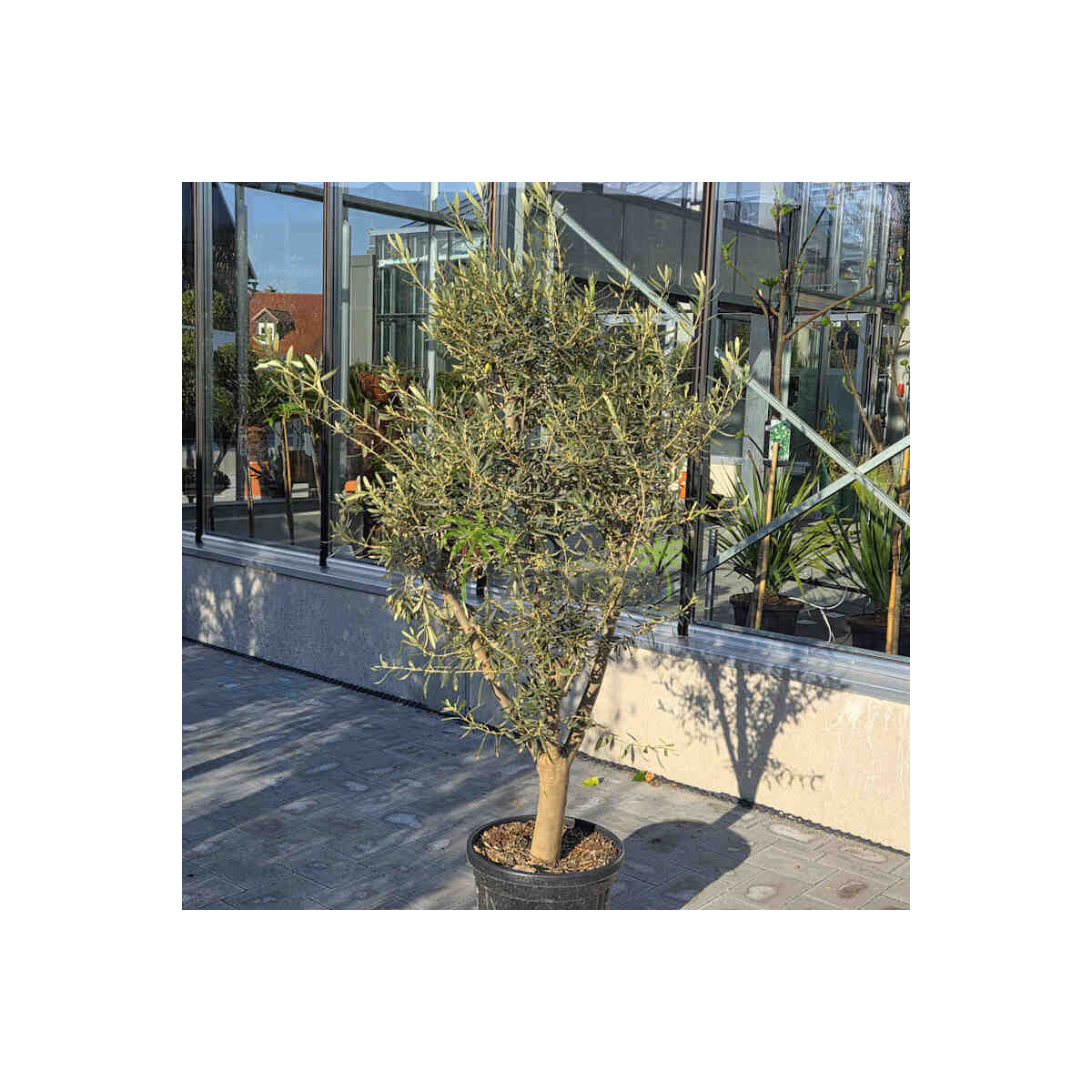 Olivenbaum 140-160 cm, Stammumfang 15-20 cm