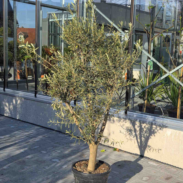 Olivenbaum 140-160 cm, Stammumfang 15-20 cm