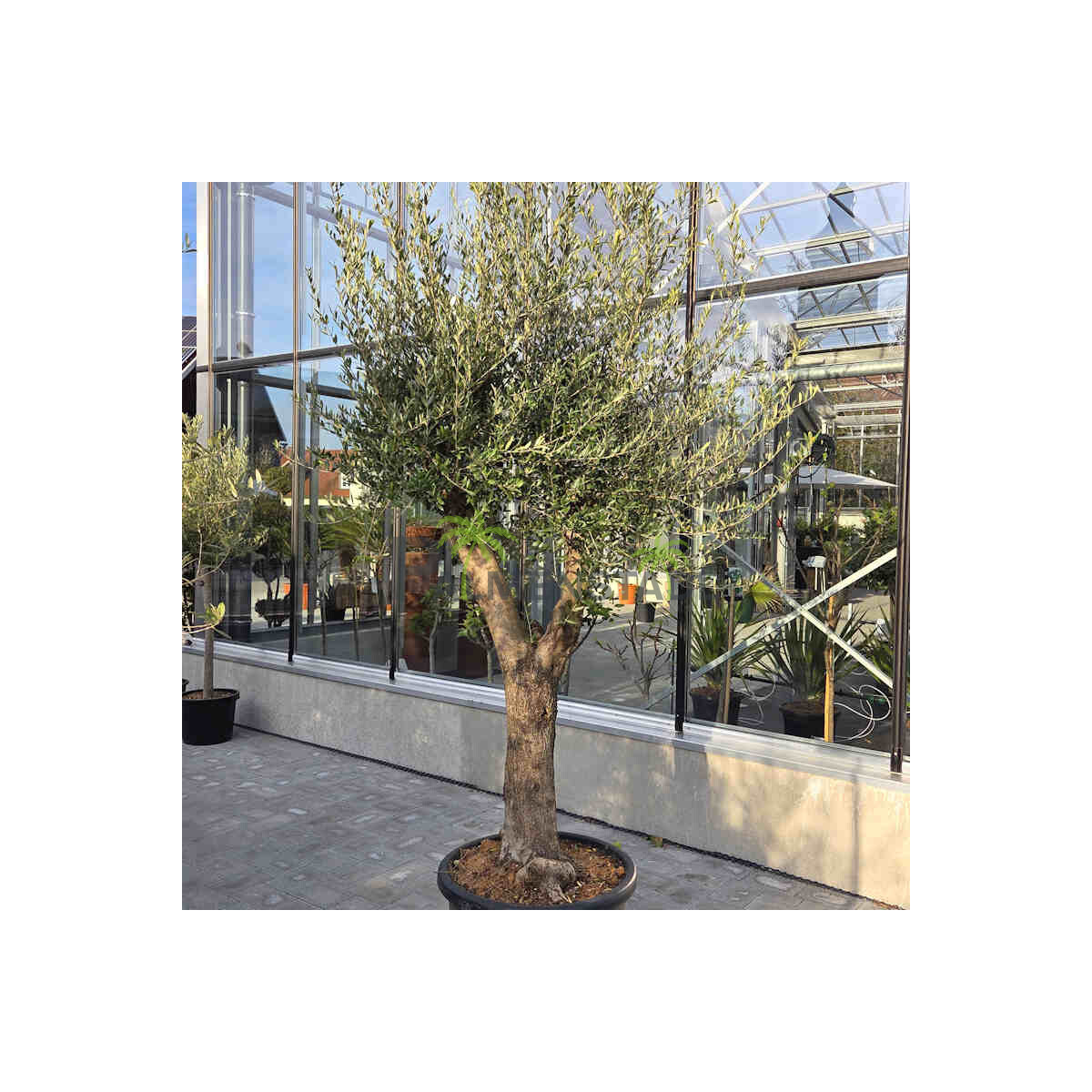 Olivenbaum-Bonsai Nr. 2625 Arbequina