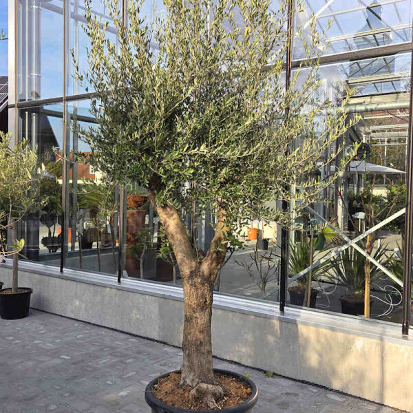 Olivenbaum-Bonsai Nr. 2625 Arbequina