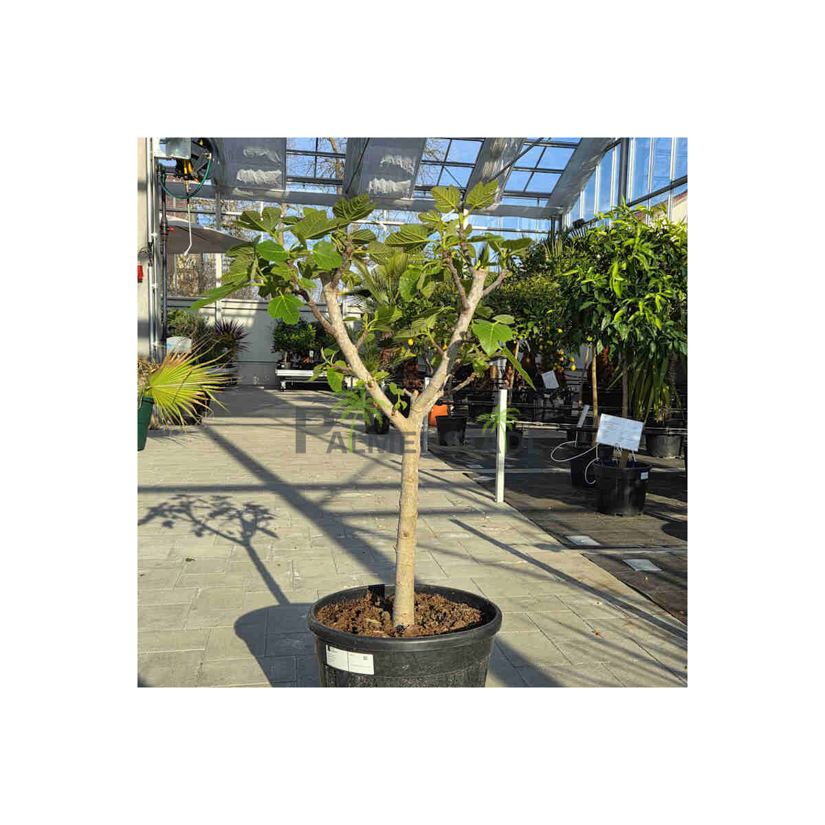 Ficus Carica - Feigenbaum - Cuello dama blanca 80-100
