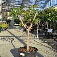 Ficus Carica - Feigenbaum - Cuello dama blanca 80-100