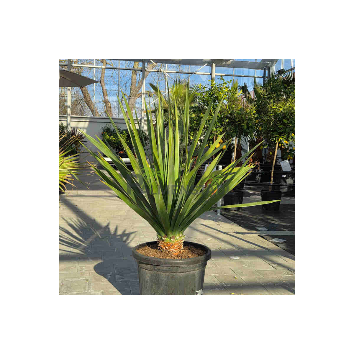 Kanarischer Drachenbaum - Dracaena Draco 80-100 cm