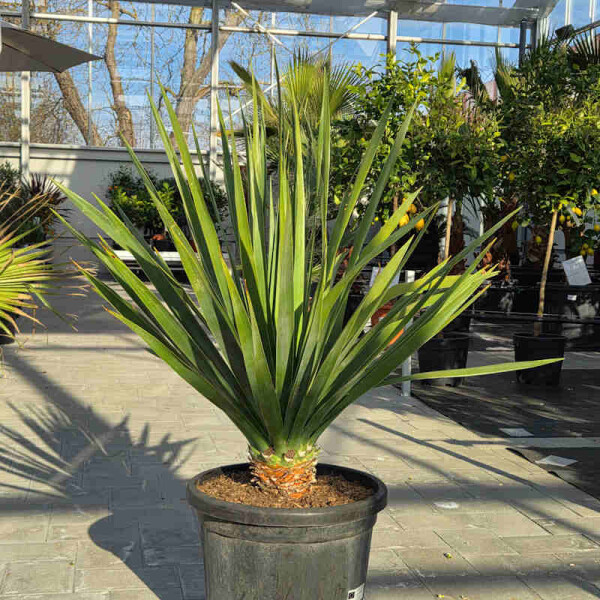 Kanarischer Drachenbaum - Dracaena Draco 80-100 cm