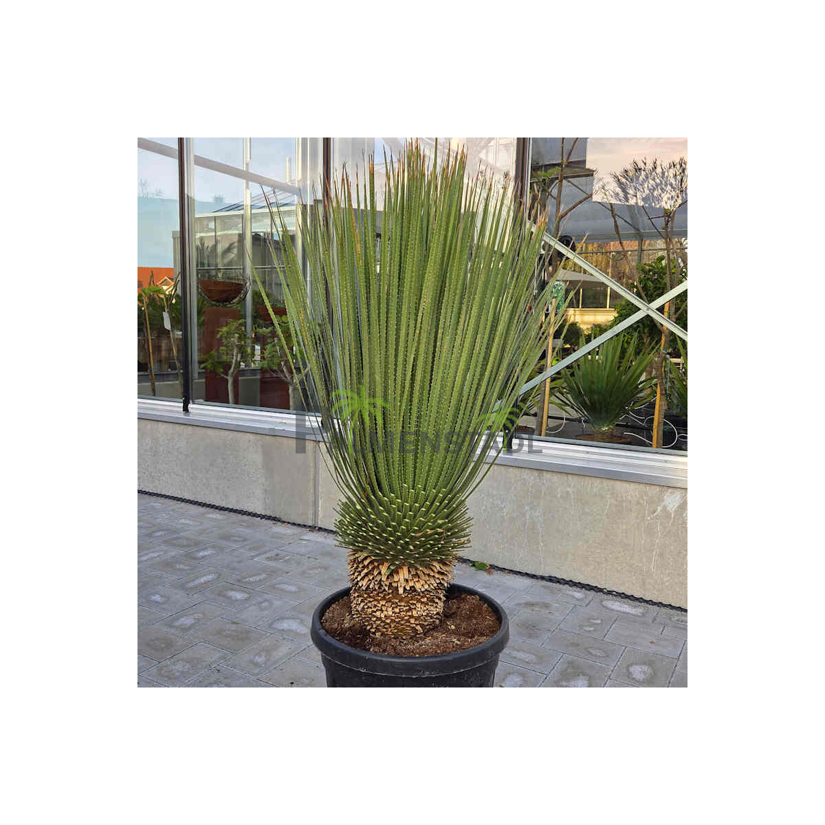 Dasylirion wheeleri - Rauschkopf 100 - 120 cm