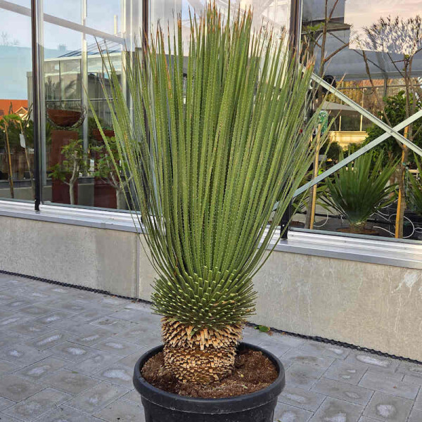 Dasylirion wheeleri - Rauschkopf 100 - 120 cm