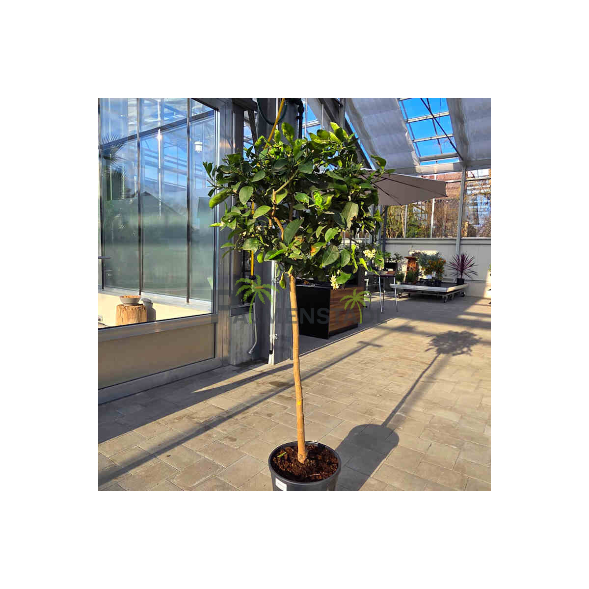 Echte Limette 120-140 cm