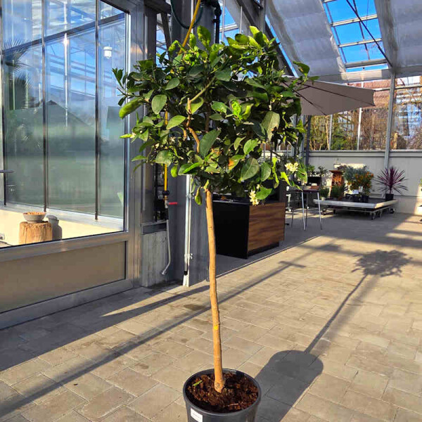 Echte Limette 120-140 cm