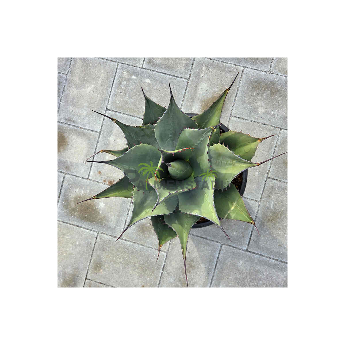 Agave havardiana - 40 cm Durchmesser box
