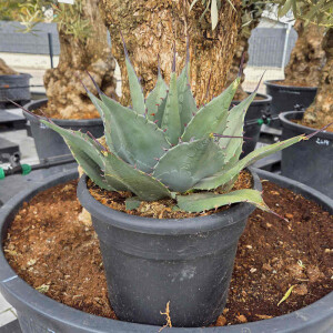 Agave havardiana - 40 cm Durchmesser