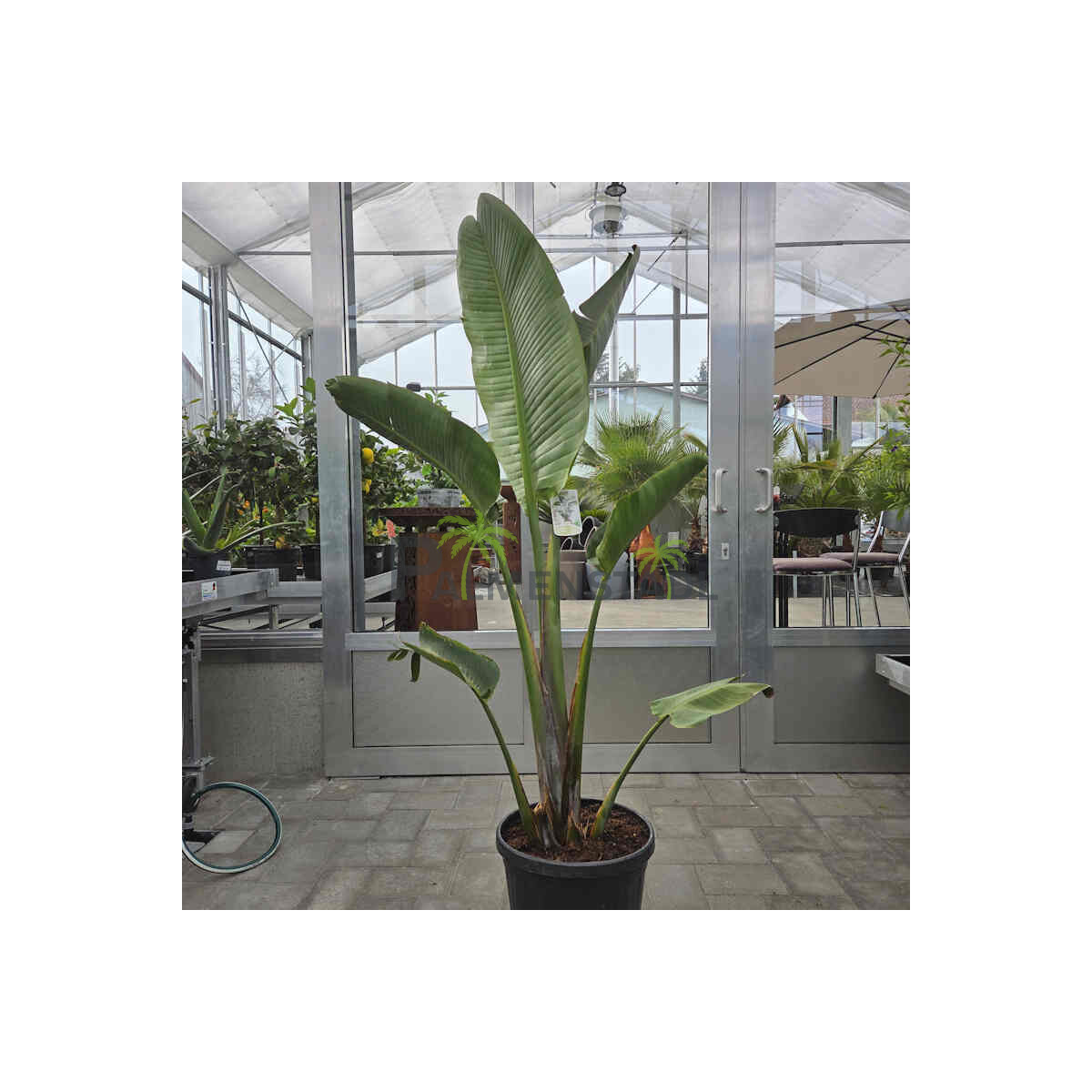 Strelizia augusta-Baumstrelizie 160-180 cm