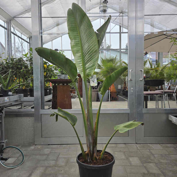 Strelizia augusta-Baumstrelizie 160-180 cm