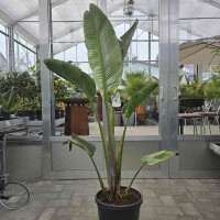 Strelizia augusta-Baumstrelizie 160-180 cm