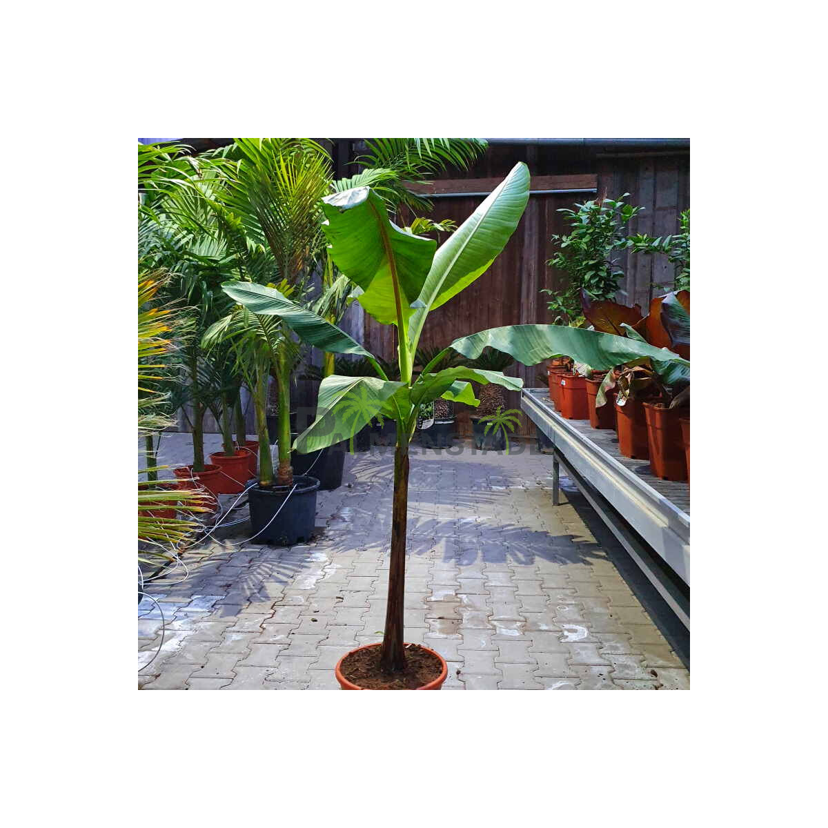 Japanische Faserbanane 100-120 cm