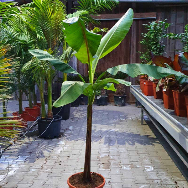 Japanische Faserbanane 100-120 cm