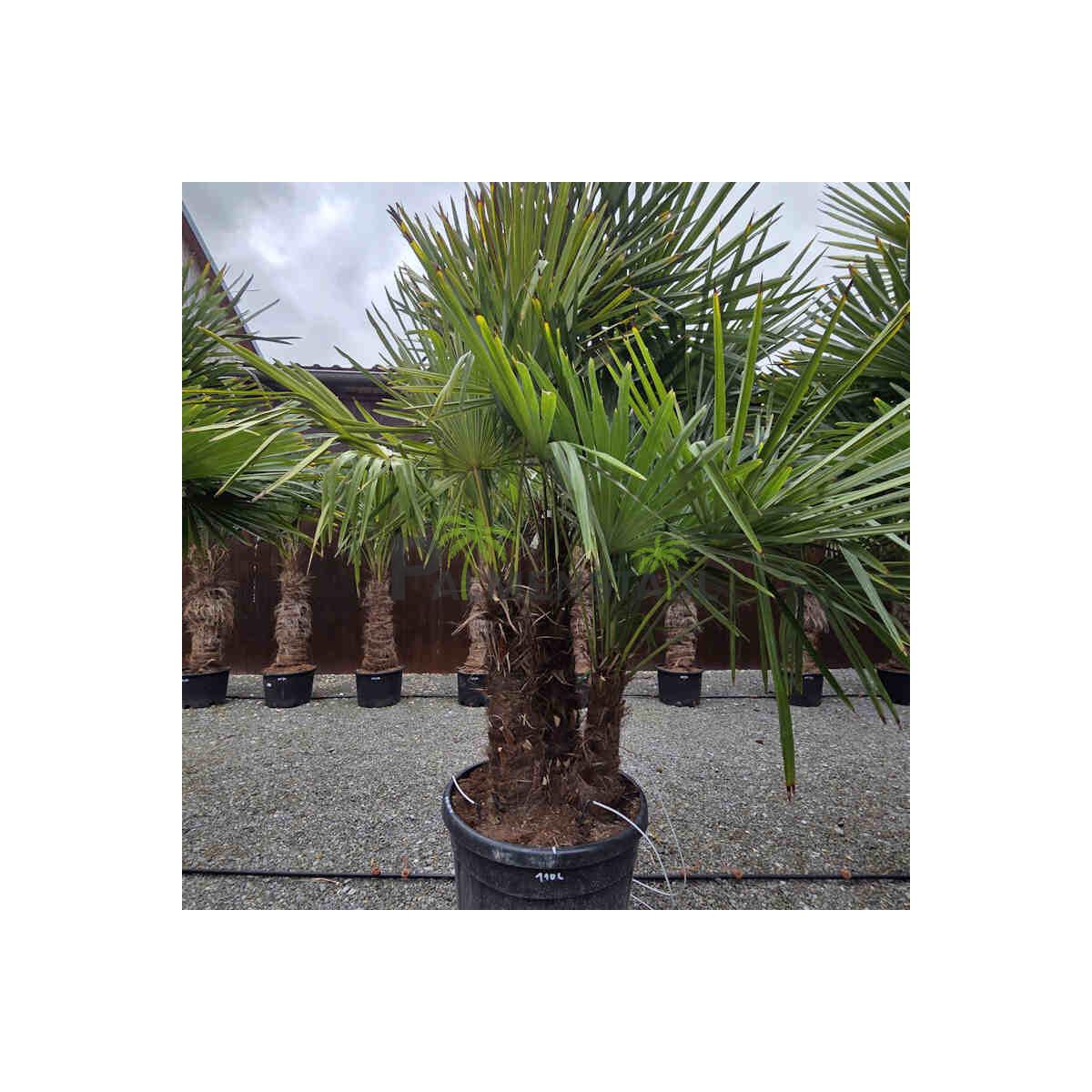 Chinesische Hanfpalme Mehrstamm 110 Ltr.