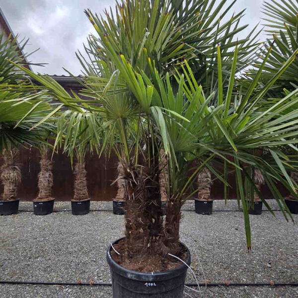 Chinesische Hanfpalme Mehrstamm 110 Ltr.