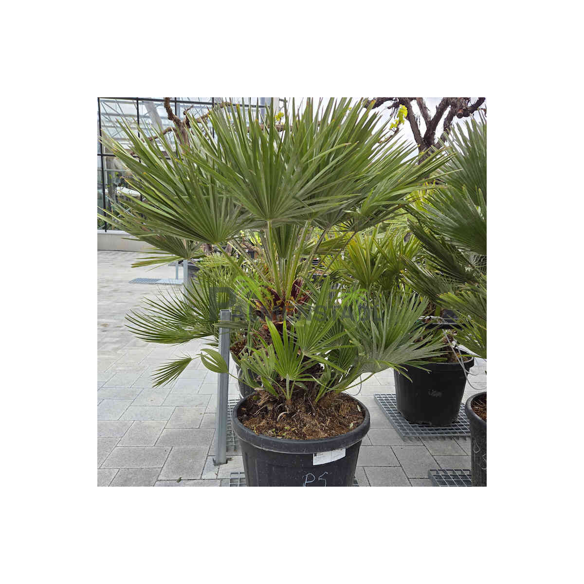 Kompakte Zwergpalme 20-40 cm Stamm