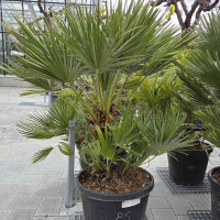Kompakte Zwergpalme 20-40 cm Stamm