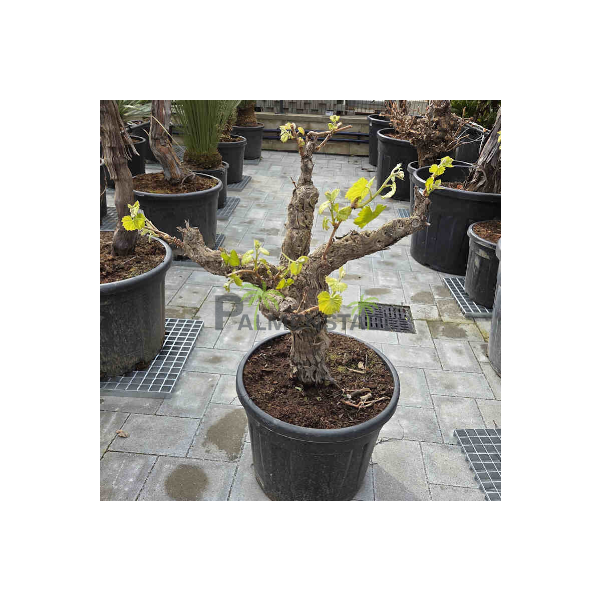 Vitis vinifera - Weinrebe solitär 40 - 60 cm