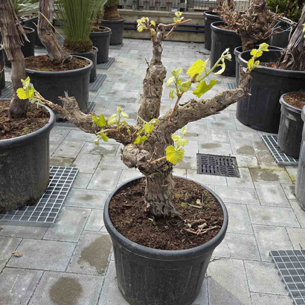 Vitis vinifera - Weinrebe solitär 40 - 60 cm