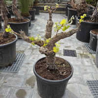 Vitis vinifera - Weinrebe solitär 40 - 60 cm