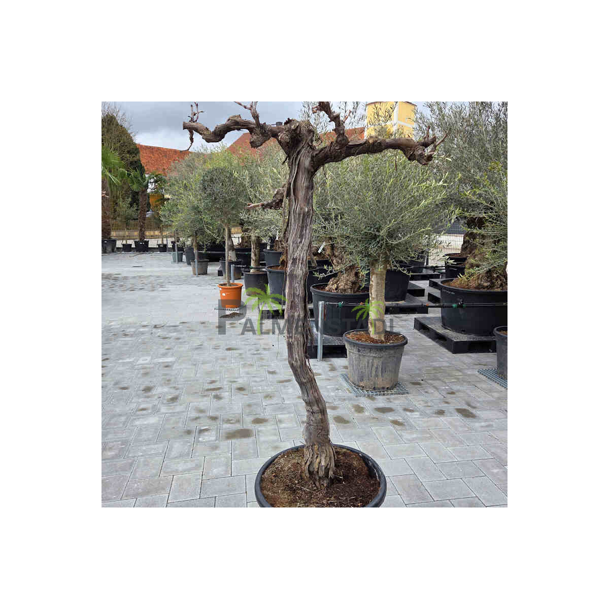 Vitis vinifera - Weinrebe solitär 120 - 160 cm