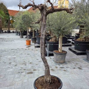 Weinrebe solitär 120-160 cm