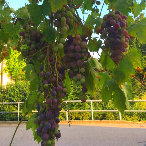 Weinrebe solitär 120-160 cm