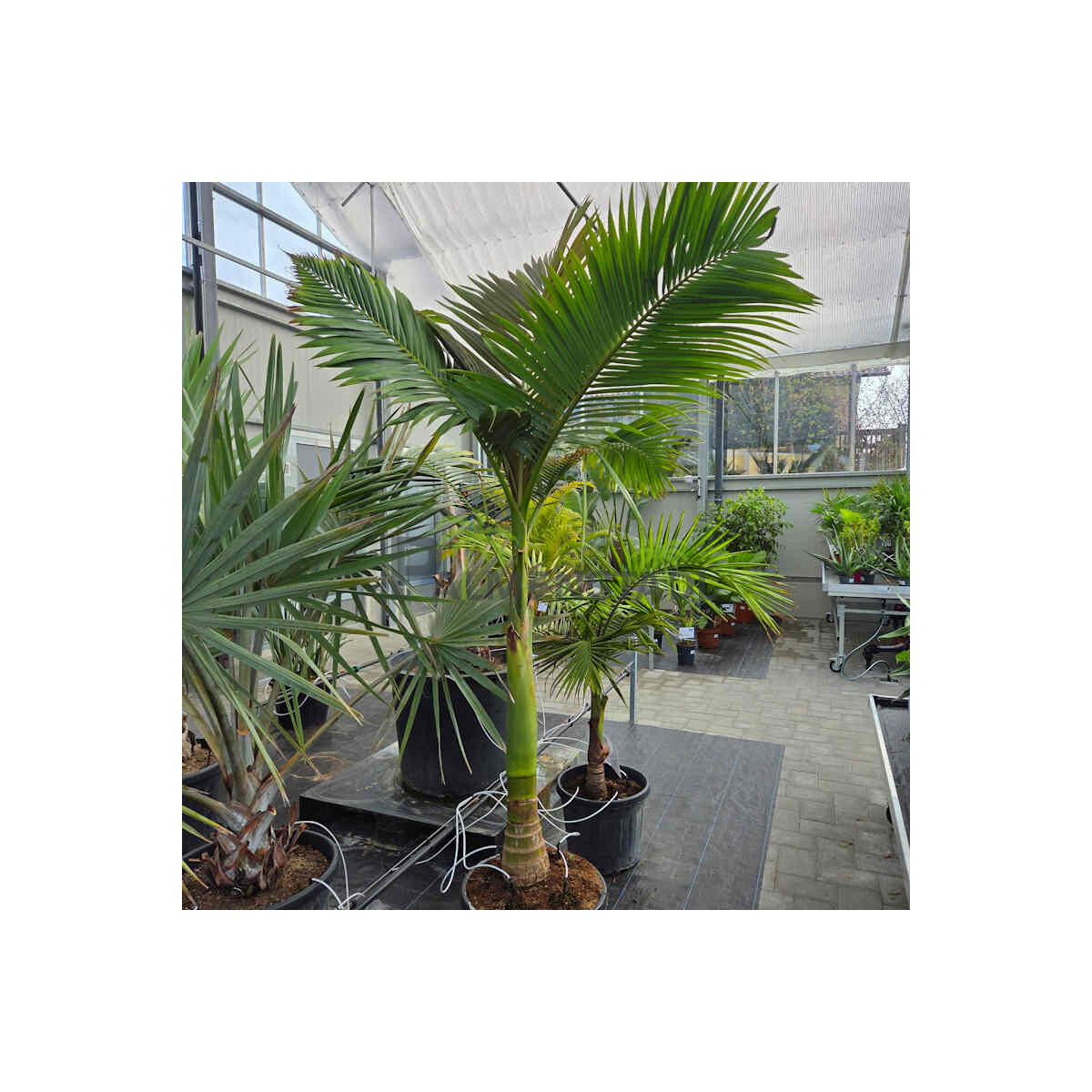 Bangalowpalme 220-240 cm