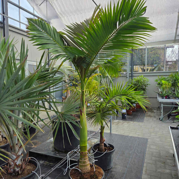 Bangalowpalme 220-240 cm