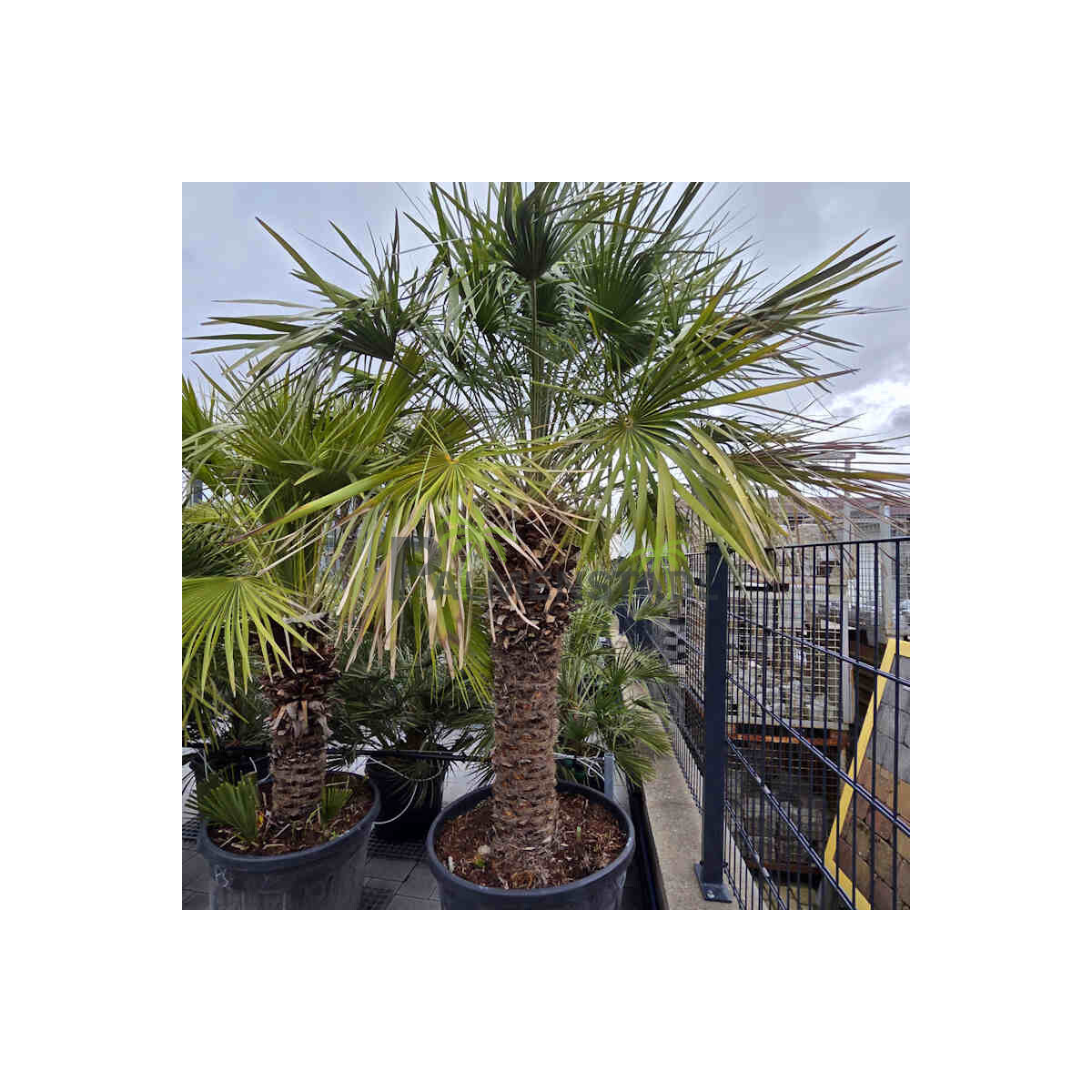 Zwergpalme 110-120 cm Stamm