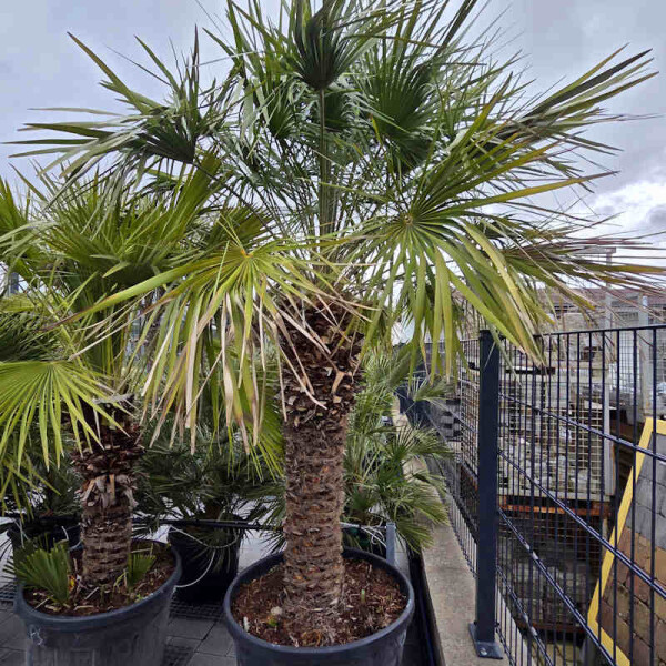 Zwergpalme 110-120 cm Stamm