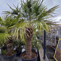 Zwergpalme 110-120 cm Stamm