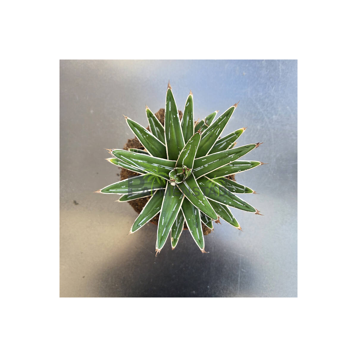 Agave Königin Victoria - 15 cm