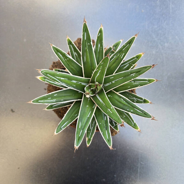 Agave Königin Victoria - 15 cm