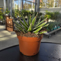 Agave Königin Victoria - 15 cm