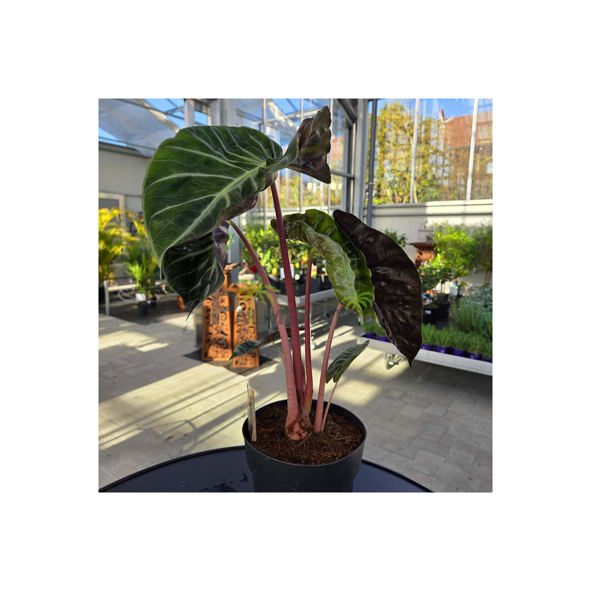 Alocasia Pink Dragon 40-60 cm