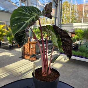Alocasia Pink Dragon 40-60 cm