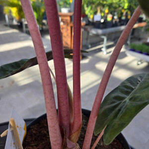 Alocasia Pink Dragon 40-60 cm