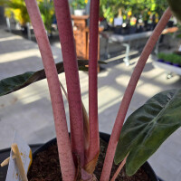 Alocasia Pink Dragon 40-60 cm