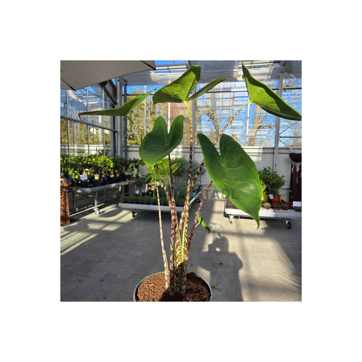 Zebrapflanze (Alocasia zebrina)