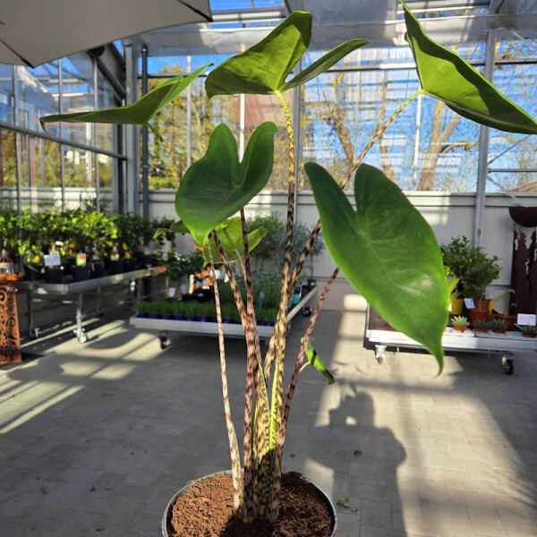 Zebrapflanze (Alocasia zebrina)