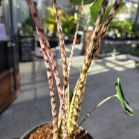 Zebrapflanze (Alocasia zebrina)